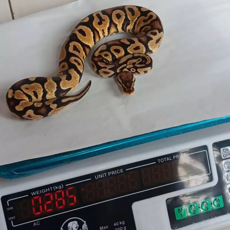 0.1 Pastel Yellow Belly Het Lavender Poss Het Pied