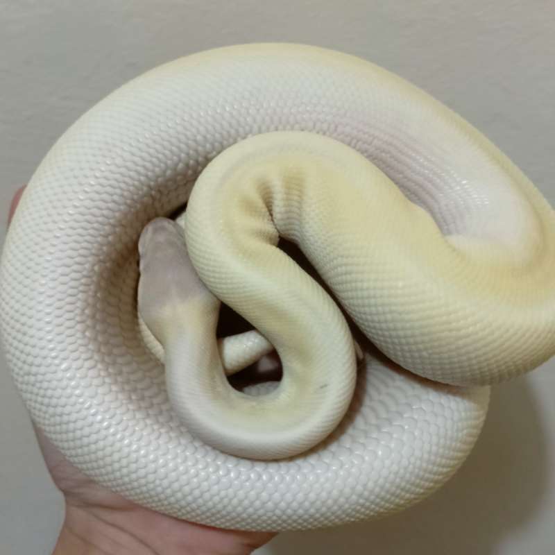 Super mojave