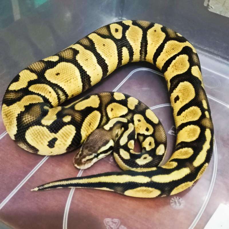 0.1 Pastel het DG 100%