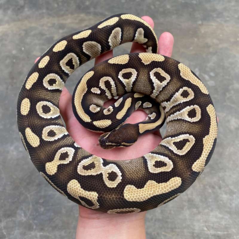 Mojave het hypo clown