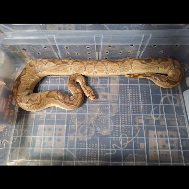 M Pastel Enchi Clown Het Lavender Provent