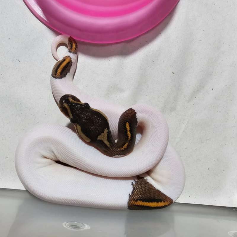 Pied Black Pastel Poss YB/OD Female