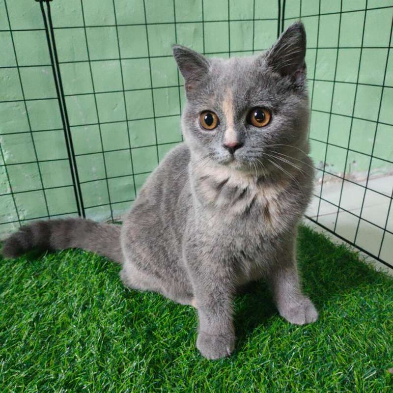 British Shorthair/BSH Blue Torty Female (Non Ped)