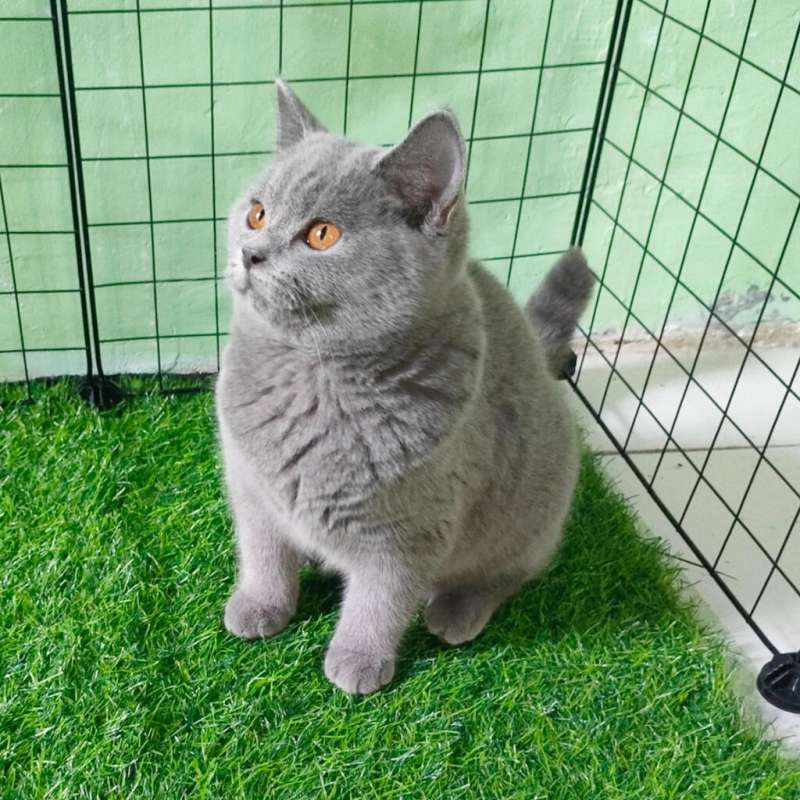 British Shorthair/BSH Light Blue Female (Non Ped)