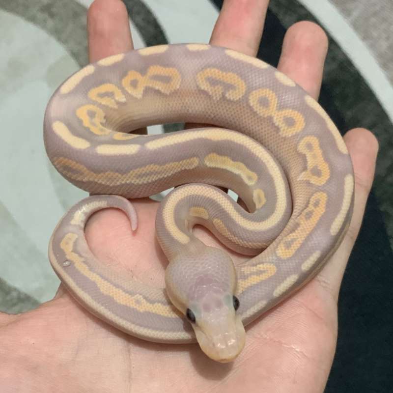 Banana Specter Mojave