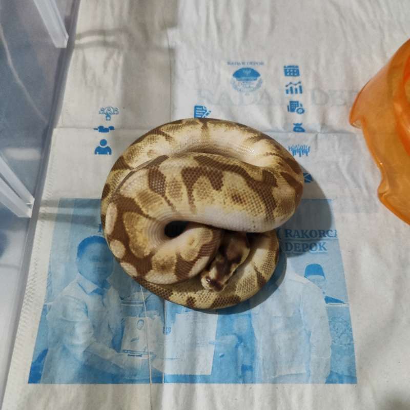 Ball Python Lesser Spider