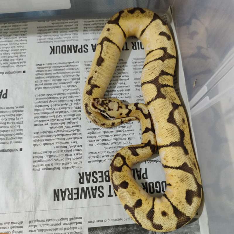 Ball Python Bumblebee Enchi