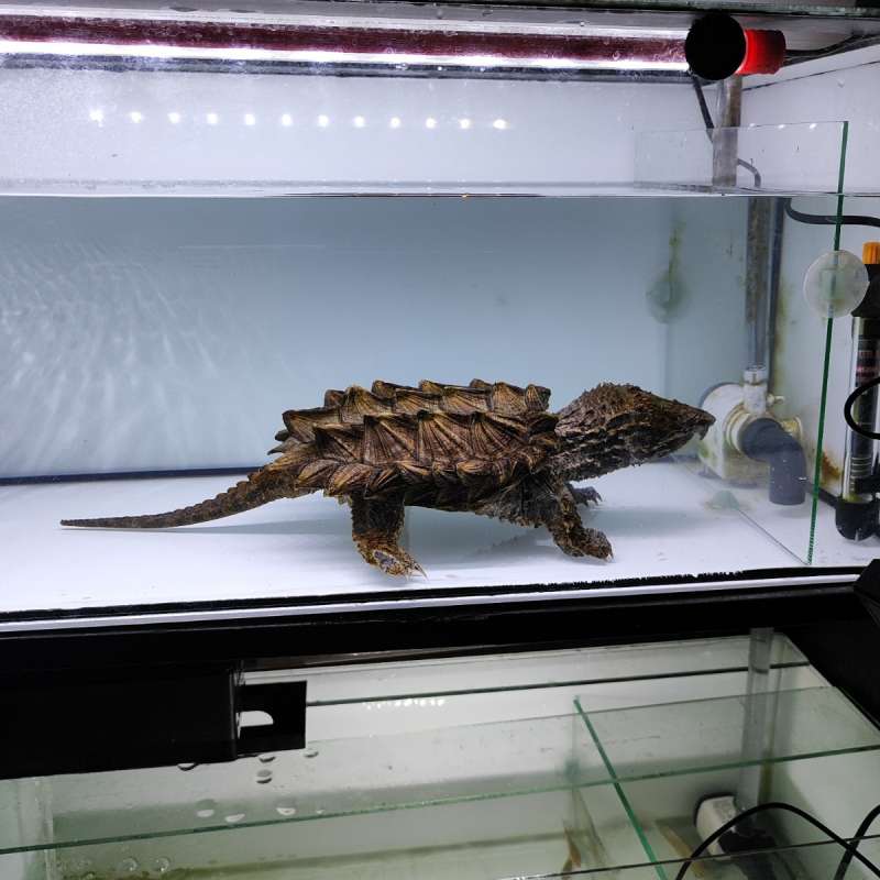 AST ALIGATOR SNAPING TURTLE