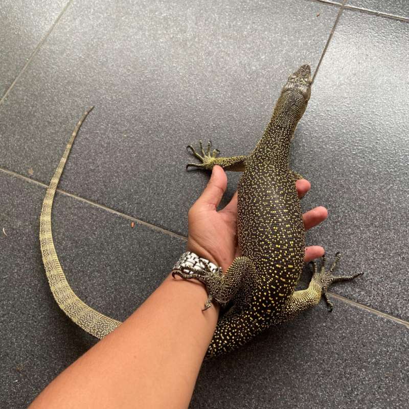 Varanus indicus