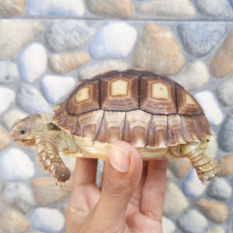 sulcata smooth dome tiger 10 cm