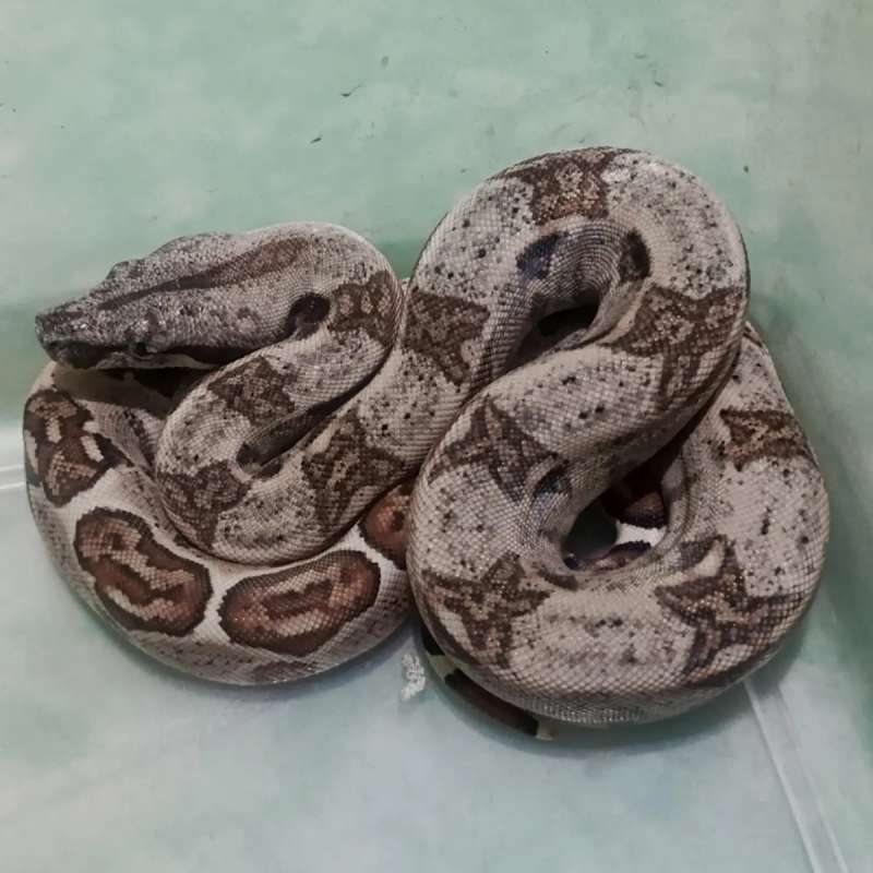 BOA BCI Normal Het 100% Albino Kahl