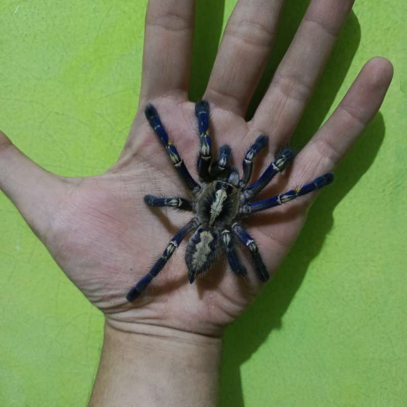 Tarantula Poecilotheria Metallica