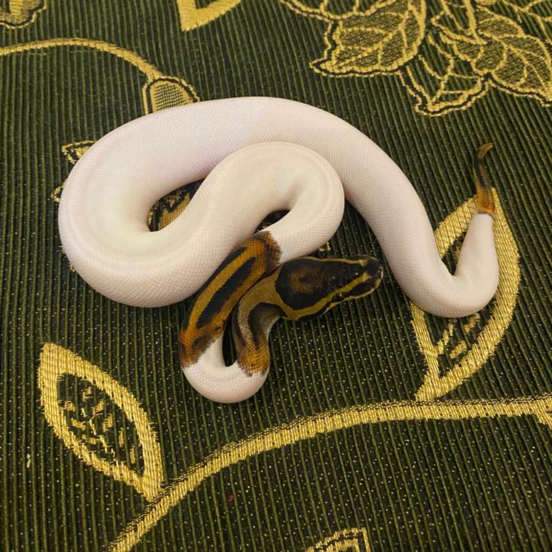 Ballpython yellowbely pied het albino