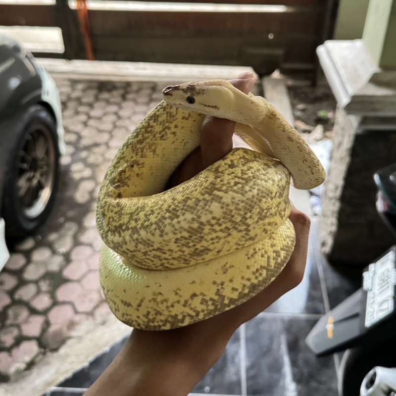 Ball Python BP Female Lemon Blast Specter