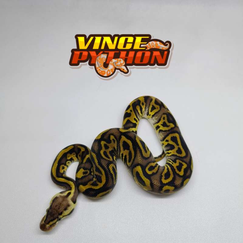 M Leopard Pastel Fire Yellowbelly het Clown