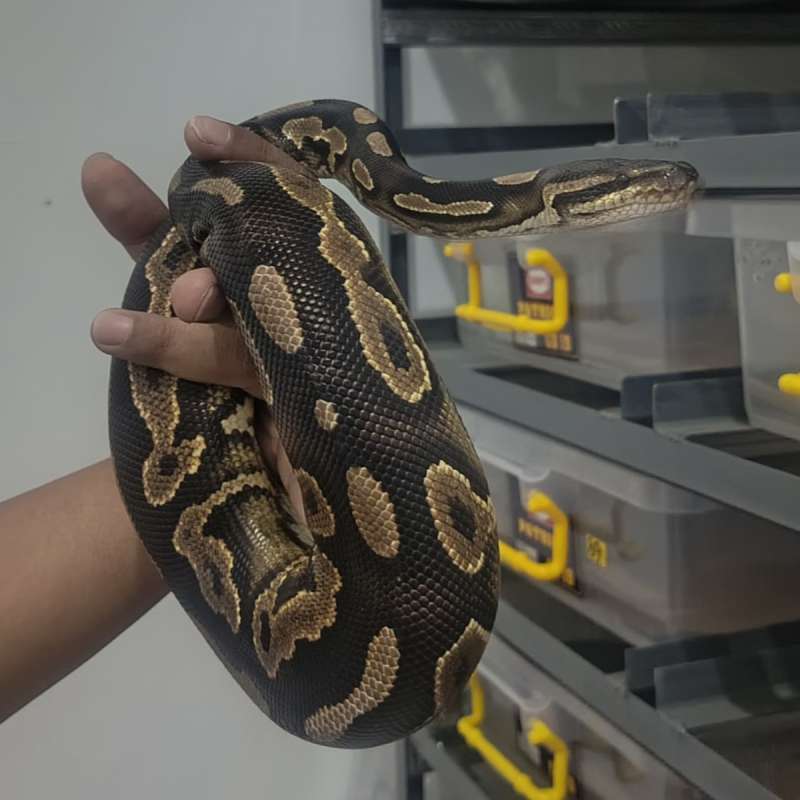 1.0 Mojave Cinnamon Yellow Belly 100% het pied Proven