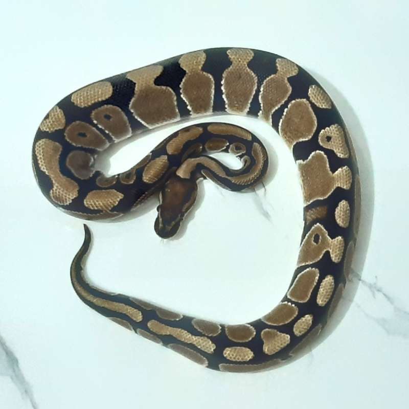 Male Het Desert Ghost