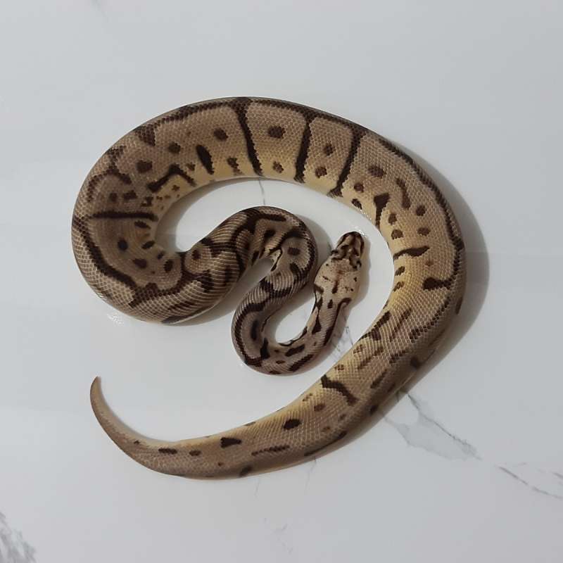 Male Pastel Leopard Spider Het Desert Ghost