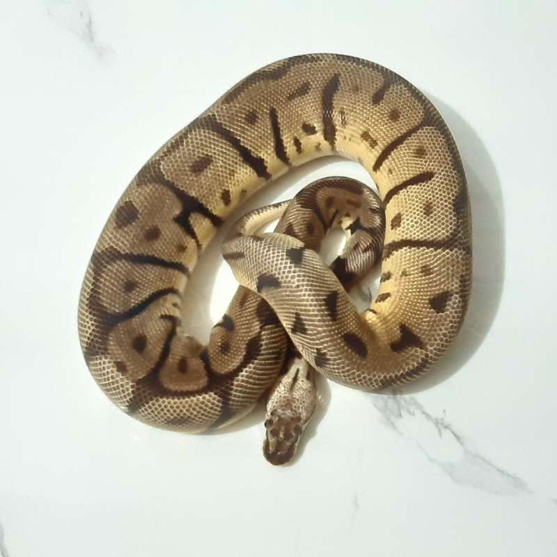 Female Pastel Leopard Spider Het Desert Ghost