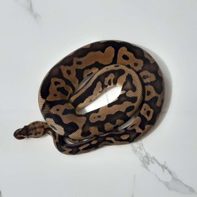 Male Pastel Leopard Het Desert Ghost