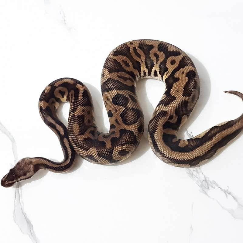 Male Pastel Leopard Het Desert Ghost