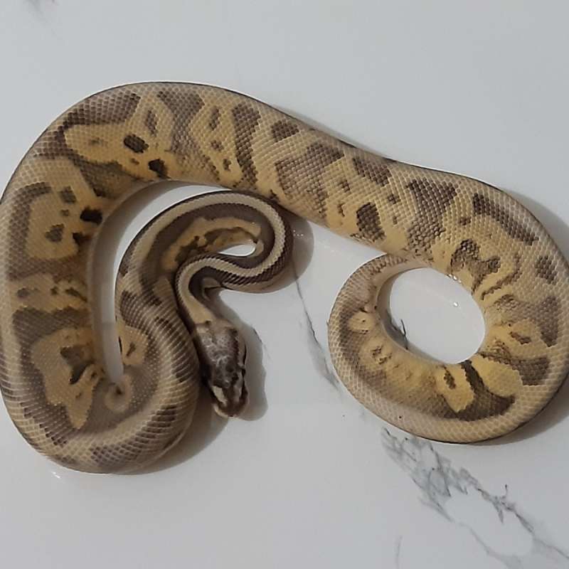 Male Super Pastel Leopard Het Desert Ghost