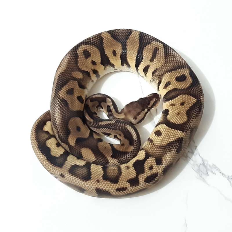 Male Pastel Leopard Het Desert Ghost