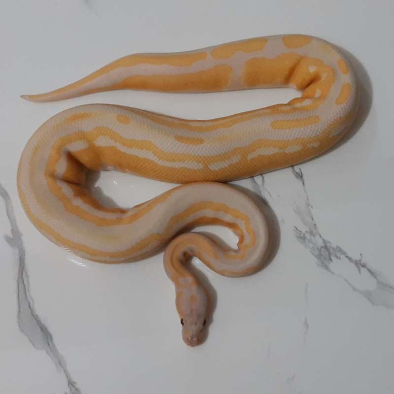 Female Lavender Tristripe