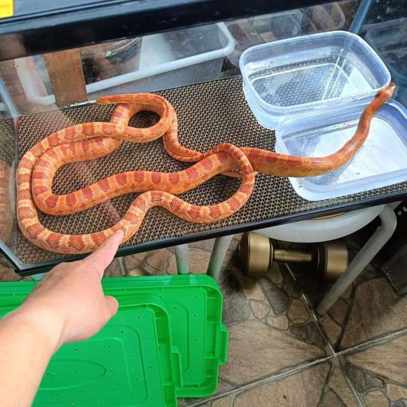 CORNSNAKE ADULT AMEL HET HYPO HET MOTLEY