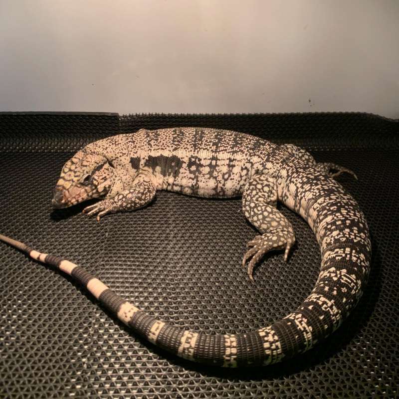 Blue Tegu Pure