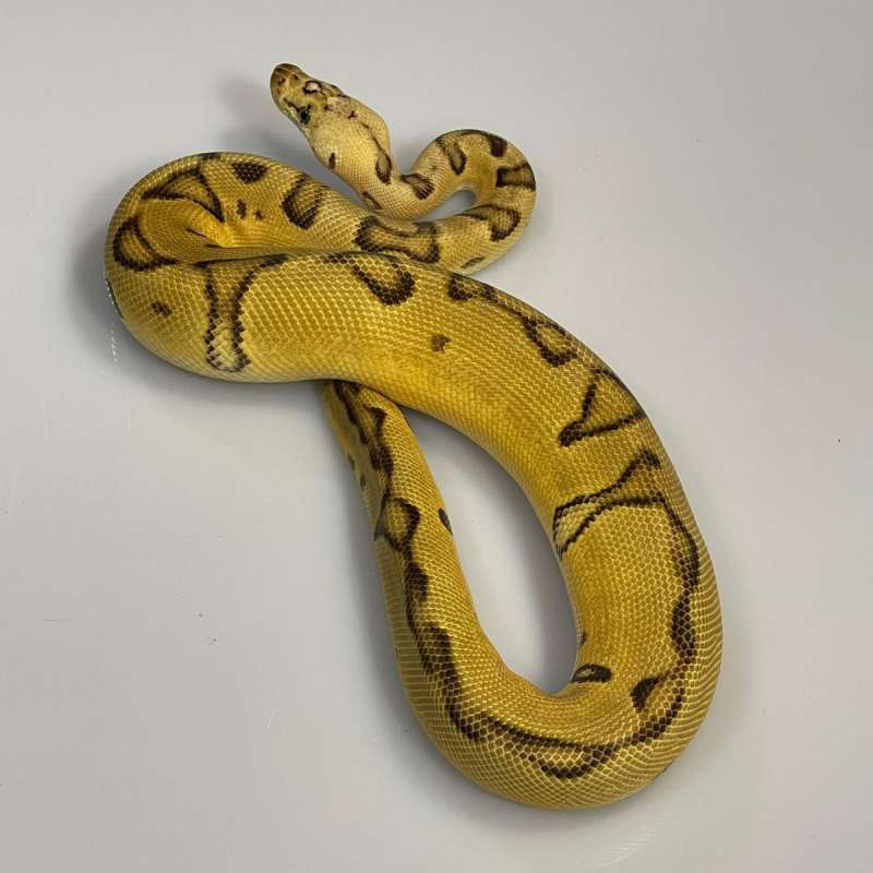 Enchi Pastel Clown Het Lavender