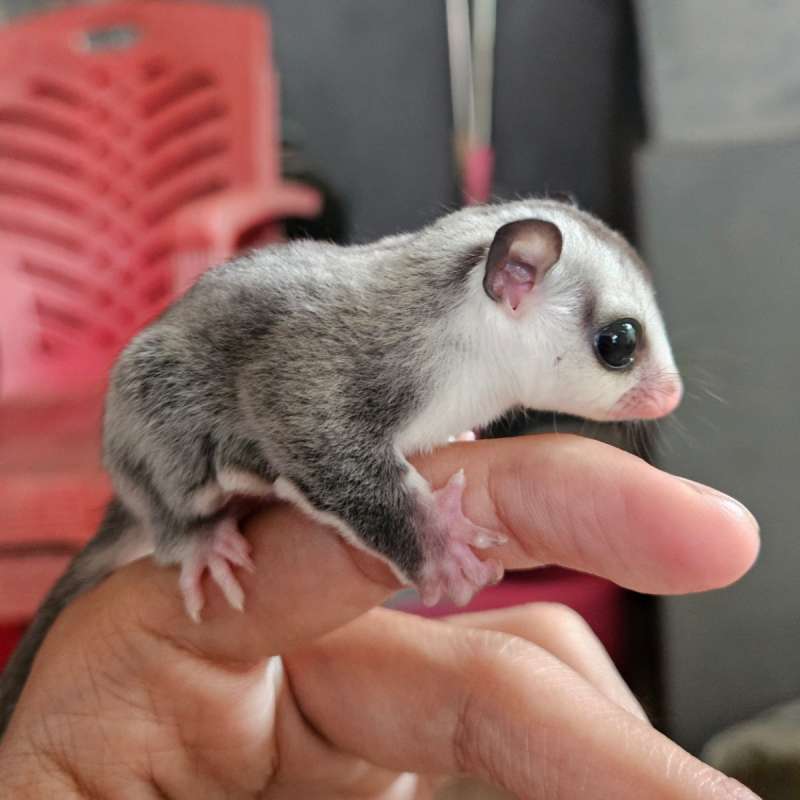 Sugar Glider White Face