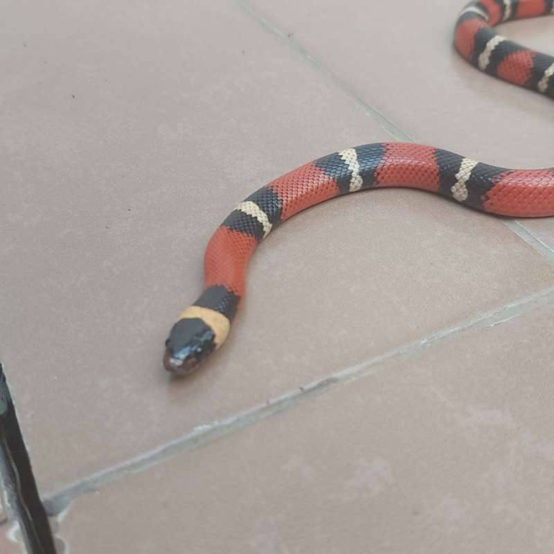 Pueblan milk snake