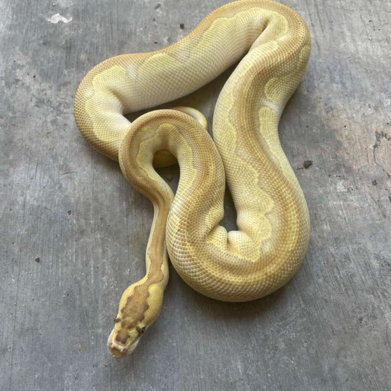 Ball python enchi lesser clown