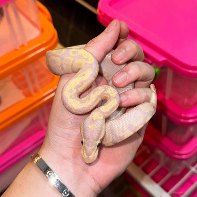 Banana Mojave Cute Color