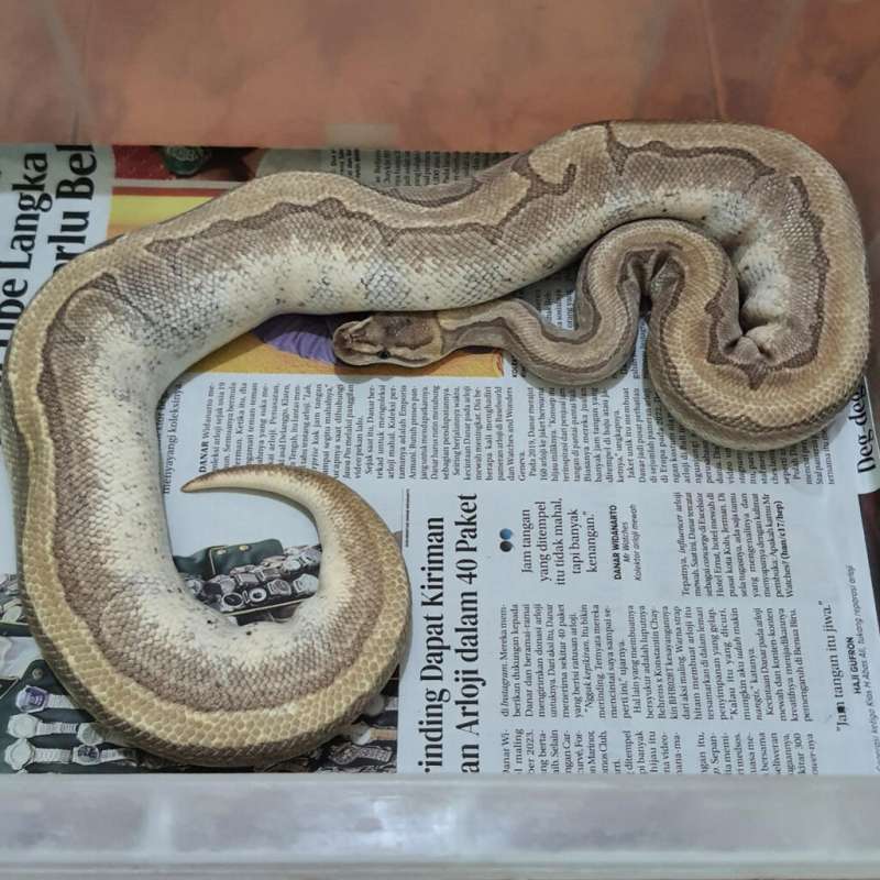 BUTTER ENCHI PINSTRIPE