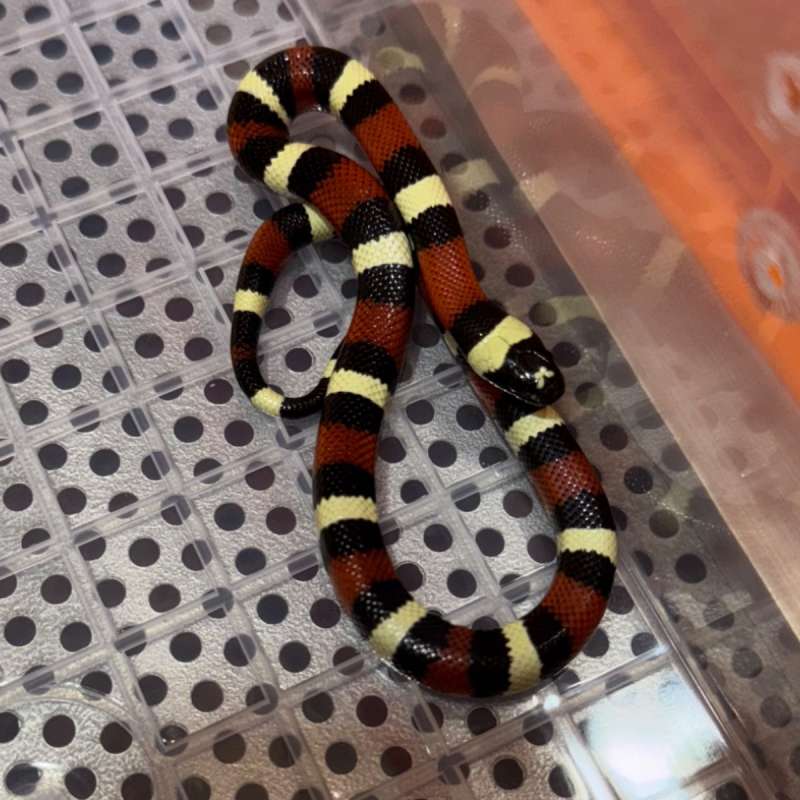 Milk Snake Hypo Peublan Ada Pita di Kepala