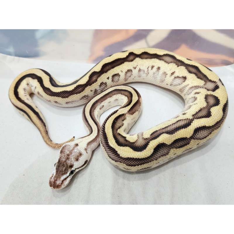 F Pastel Leopard Super Stripe dh DG Pied