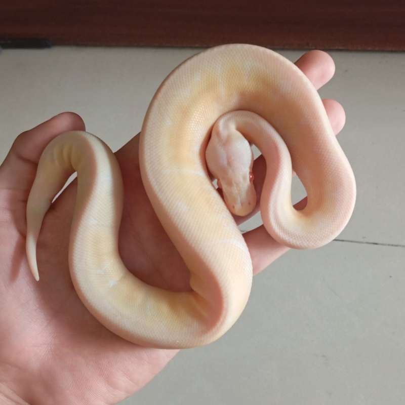 Albino 3 gen