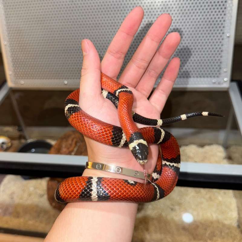 Milk Snake Sinaloan Bentar Lagi Siap Breed