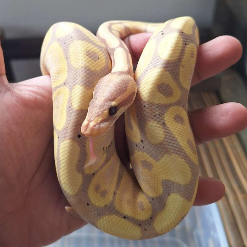 Ball Python Banana Male