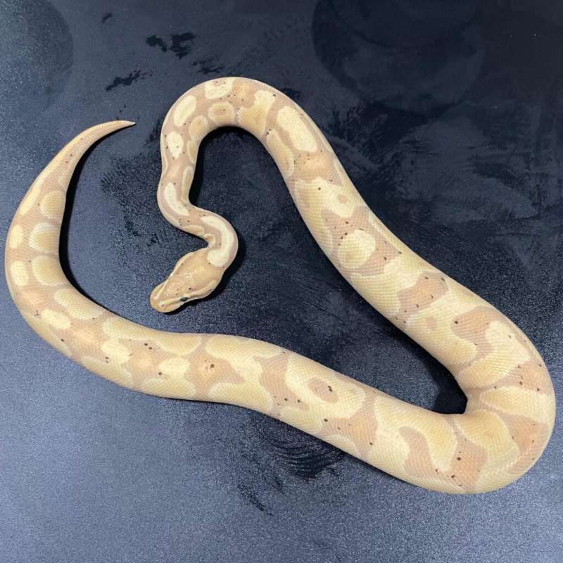 M BANANA ENCHI YELLOWBELLY (FEMALE MAKER)