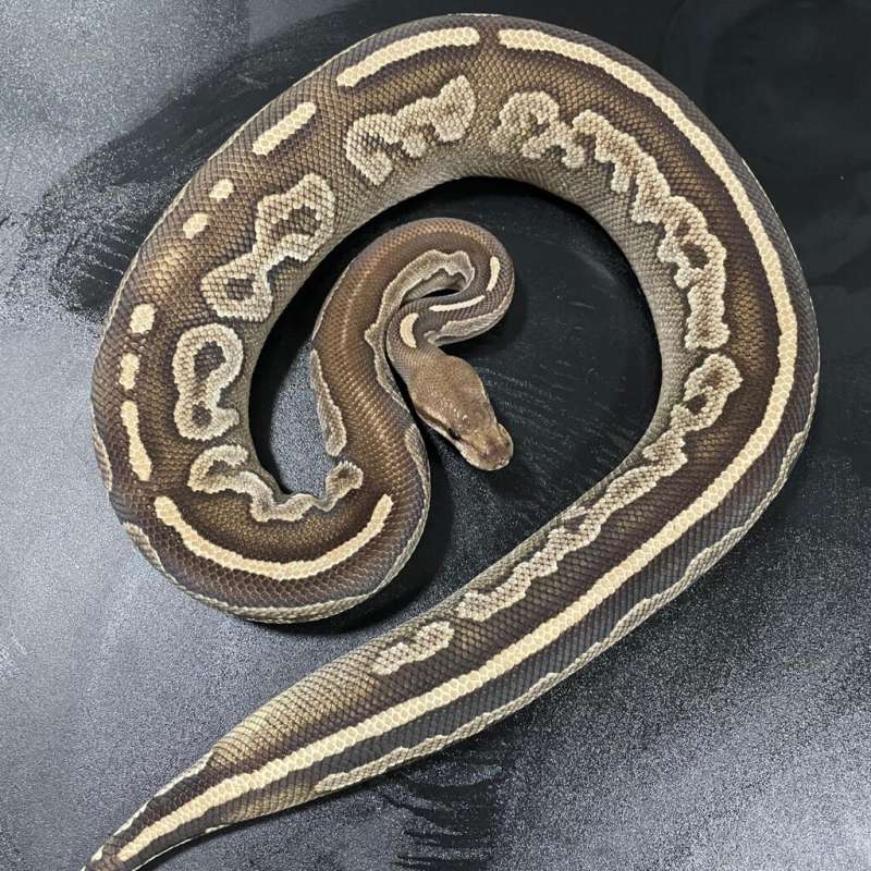 F CINNAMON HET HYPO