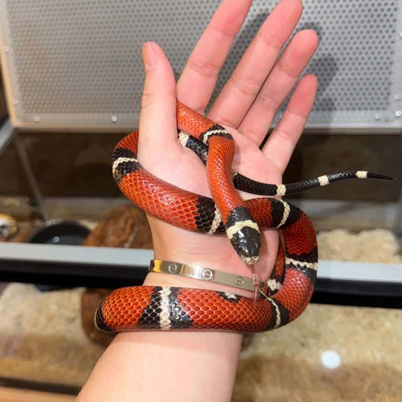 Milk Snake Sinaloan