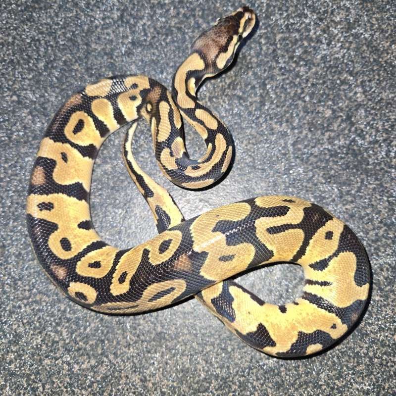 Ballpython M Pastel het clown