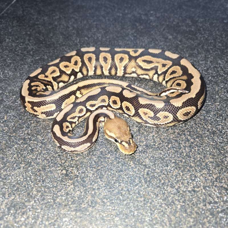 F cinnamon spotnose het clown