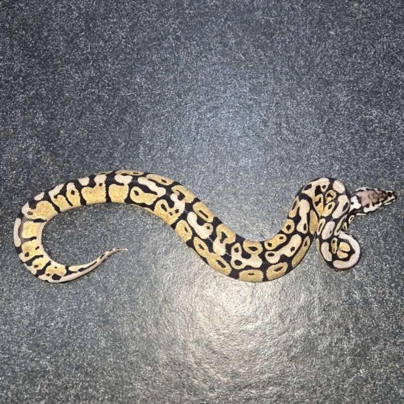 M pastel Spotnose Het clown