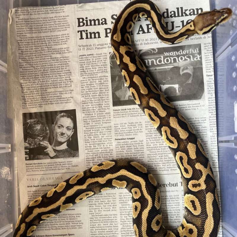 Ball Phyton "Pastel Phantom Het Puzzel"