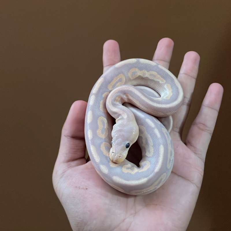 ball python Banana Cinnamon Specter ( Male )