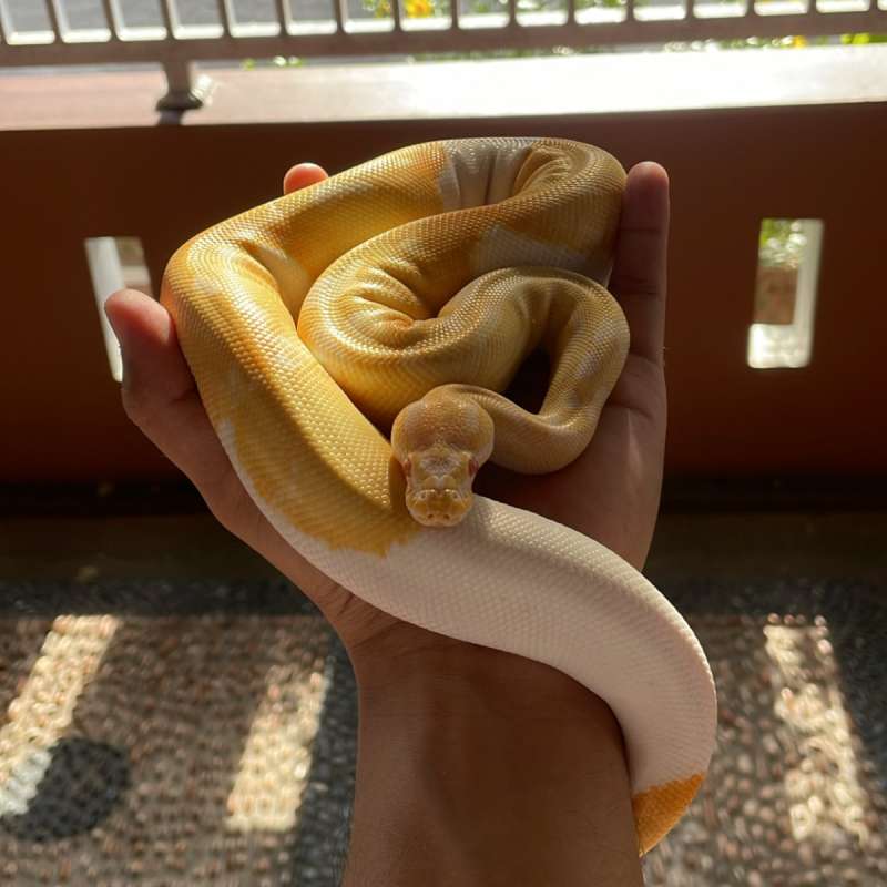 ball python Albino Pied  ( Female )